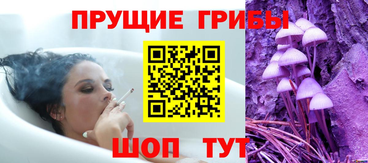 Псилоцибиновые грибы Psilocybe Краснознаменск